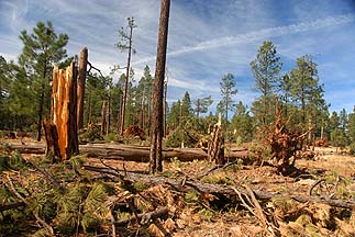 Mogollon Rim, November 4, 2010